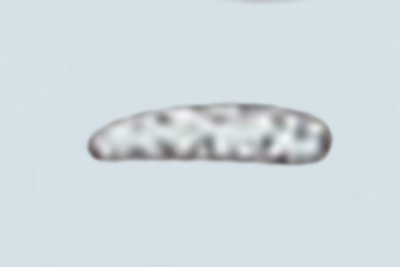 Skeletocutis stellae