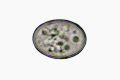 Smardaea ovalispora