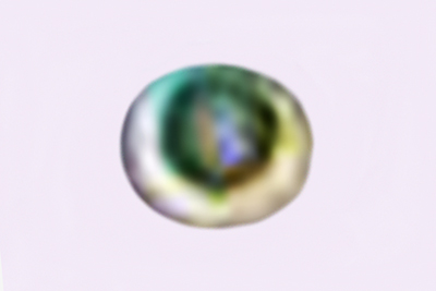 Steccherinum bourdotii