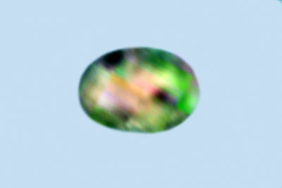 Steccherinum robustius