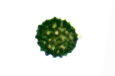 Strobilomyces strobilaceus