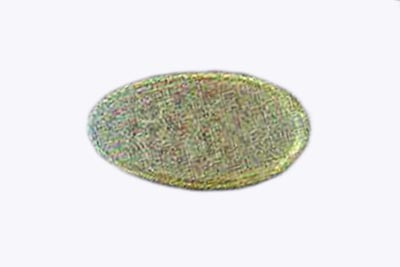 Strobilurus esculentus