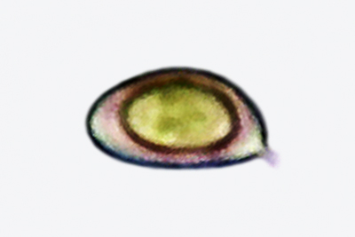 Stropharia aeruginosa