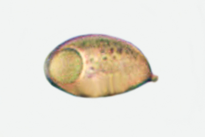 Stropharia hornemannii