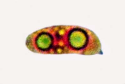 Szczepkamyces campestris