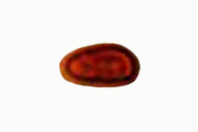 Tapinella atrotomentosa