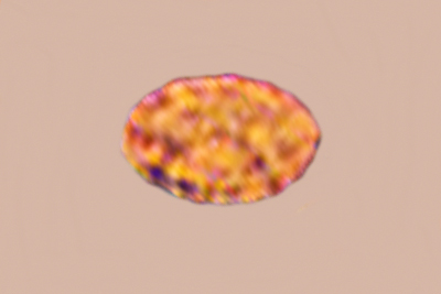 Thaxterogaster croceocoeruleus