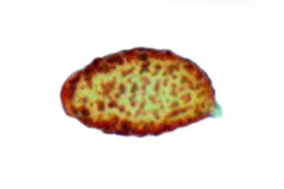 Thaxterogaster riederi