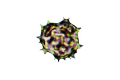 Thelephora anthocephala