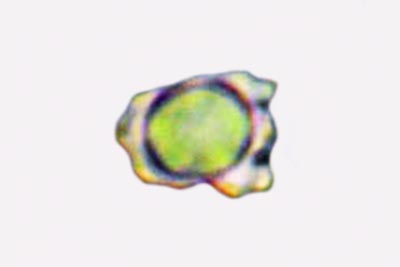 Thelephora caryophyllea