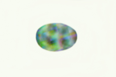 Trichoderma citrinum