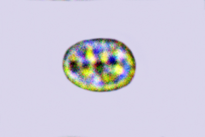 Trichoderma sulphureum