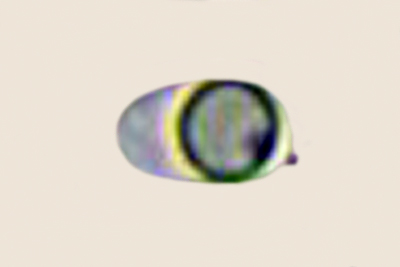 Tricholoma argyraceum