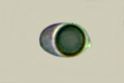 Tricholoma aurantium