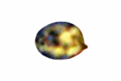 Tricholoma caligatum