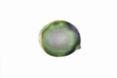 Tricholoma columbetta