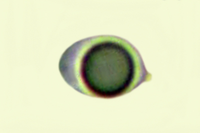 Tricholoma saponaceum