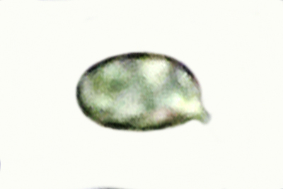 Tricholoma squarrulosum