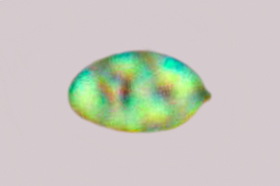 Tricholoma stiparophyllum