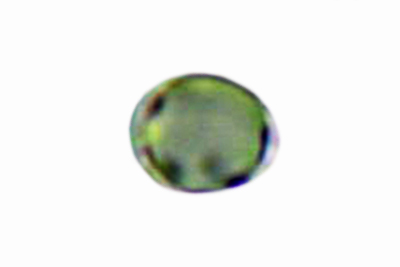 Tricholoma ustaloides