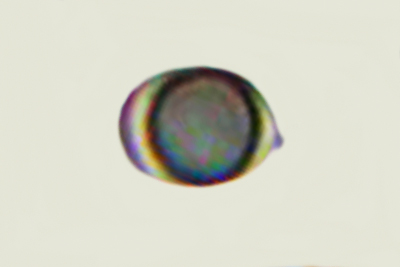 Tricholoma viridilutescens