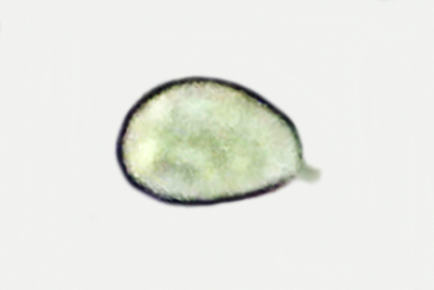 Tricholomopsis rutilans