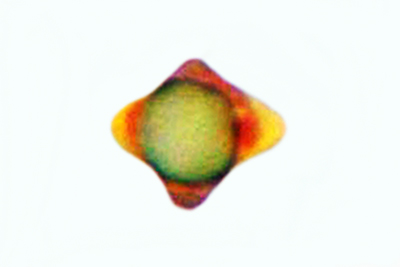 Tricholosporum goniospermum