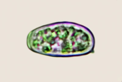 Truncospora atlantica