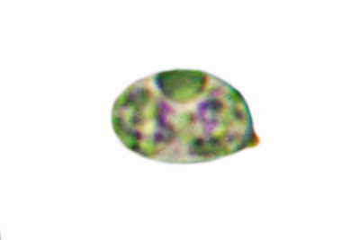 Tubaria romagnesiana