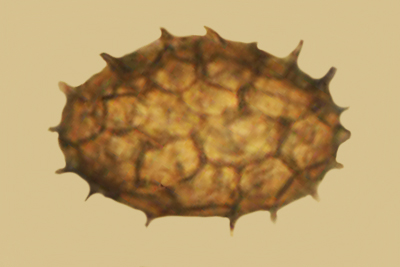 Tuber foetidum