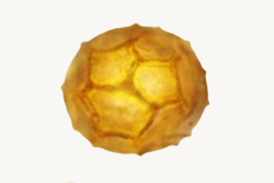 Tuber fulgens