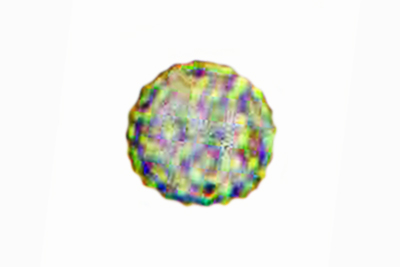 Tubifera ferruginosa