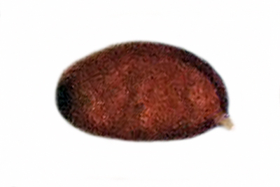 Tulosesus heterothrix