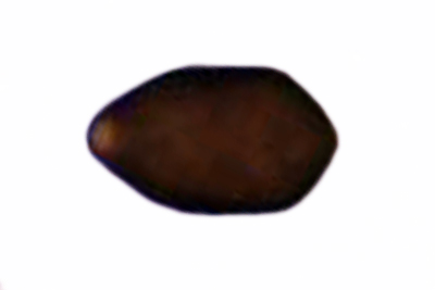 Tulosesus marculentus