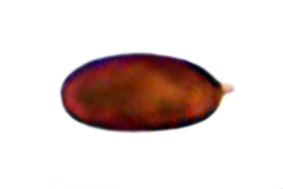 Tulosesus pellucidus