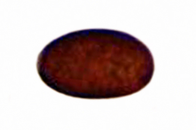 Tulosesus subimpatiens