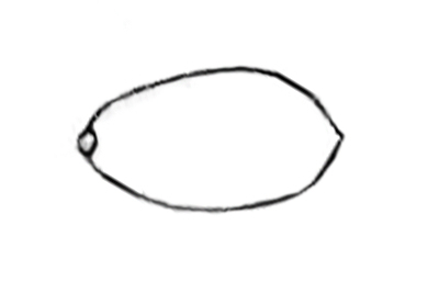 Tulosesus velatopruinatus