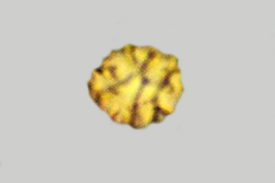 Tulostoma fimbriatum