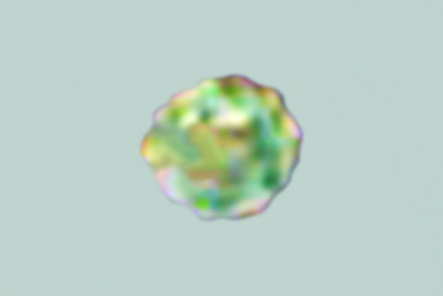 Tulostoma melanocyclum