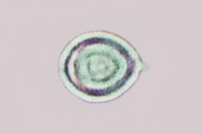 Vanderbylia fraxinea