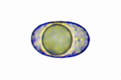 Velutarina rufo-olivacea