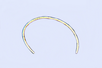 Vibrissea filisporia