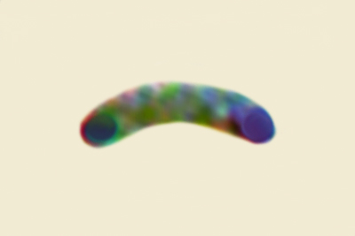 Vitreoporus dichrous