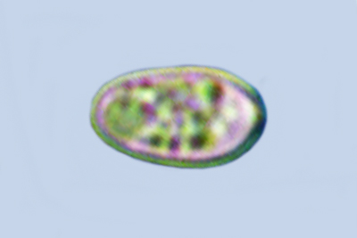 Volvariella caesiotincta