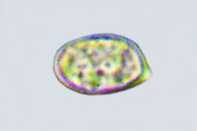 Volvariella hypopithys