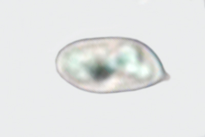 Volvariella murinella