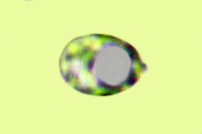 Xenasma tulasnelloideum