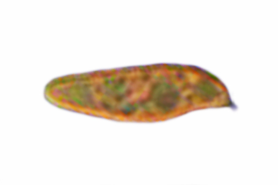 Xerocomellus cisalpinus