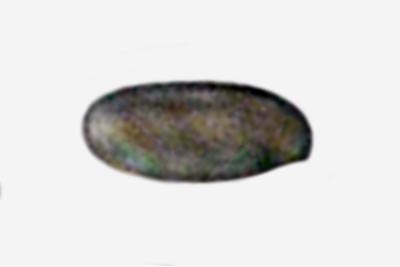 Xerocomellus persicolor