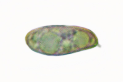 Xerocomellus porosporus